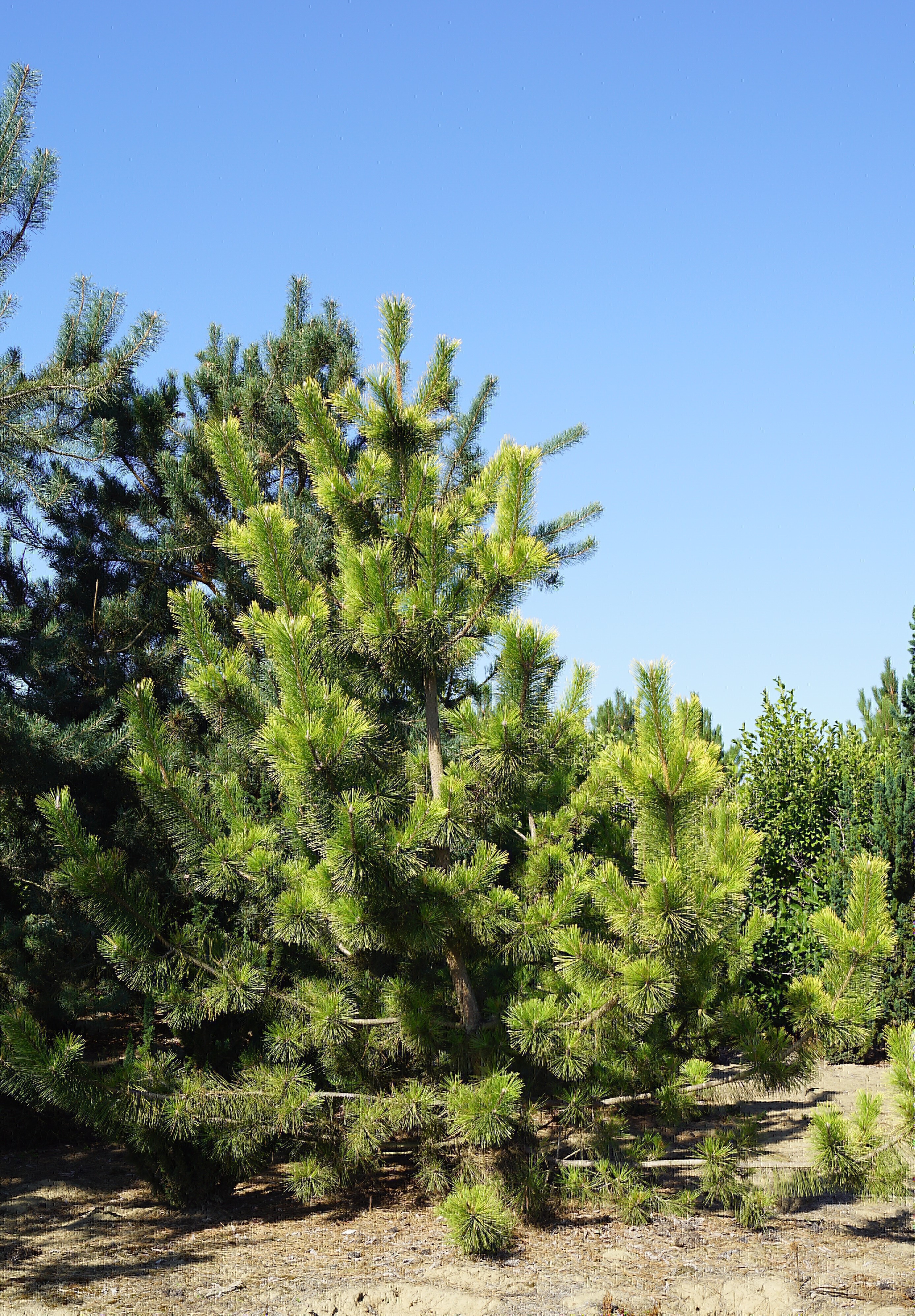 Pinus thunbergii 'Ogon' (3)-1
